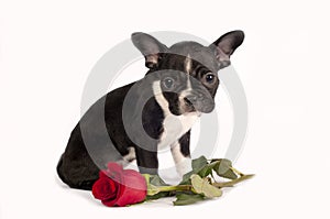 French bulldog puppy