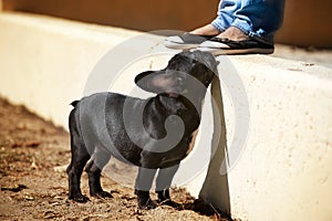 French bulldog puppy