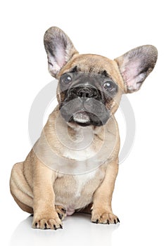 French bulldog puppy