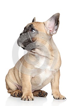 French bulldog puppy photo