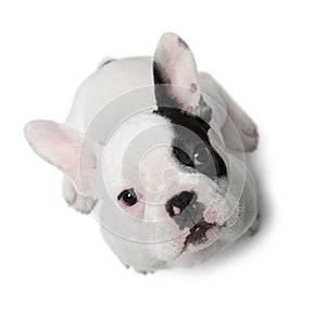 French Bulldog puppy, 3 months old, sitting