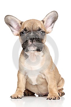 French Bulldog puppy