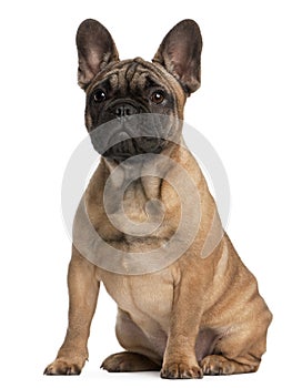 French bulldog puppy, 4 months old, sitting