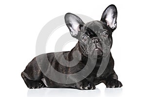 French bulldog puppy