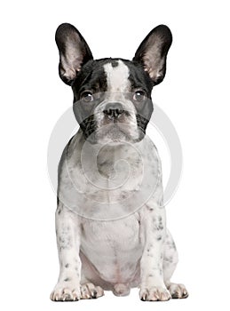 French bulldog puppy, 5 months old
