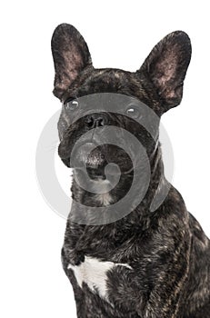 French Bulldog puppy 5 months old