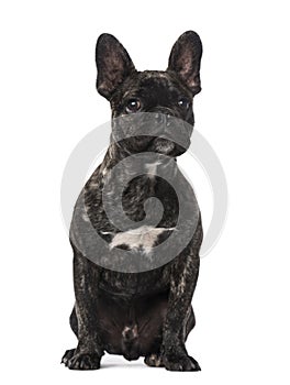 French Bulldog puppy (5 months old)