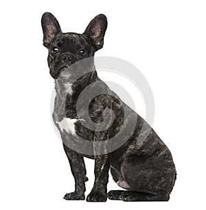 French Bulldog puppy (5 months old)