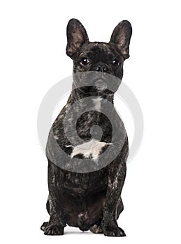 French Bulldog puppy (5 months old)