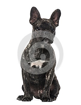 French Bulldog puppy (5 months old)