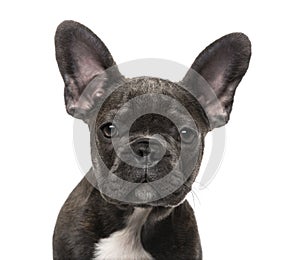 French Bulldog puppy (5 months old)