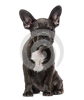 French Bulldog puppy (5 months old)