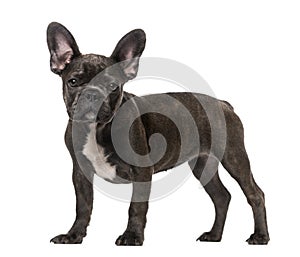 French Bulldog puppy (5 months old)