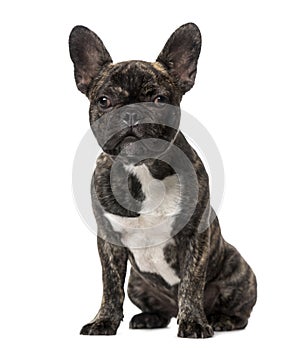 French Bulldog puppy (5 months old)