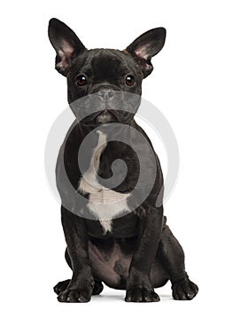 French bulldog puppy, 5 months old, portrait