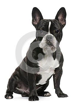 French Bulldog puppy, 8 months old, sitting