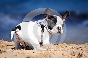 French bulldog puppy on the beach