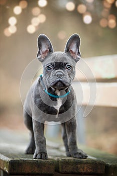 French bulldog puppy on a bench