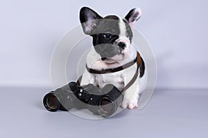 French bulldog puppy with binoculars on grey background. The concept of travel