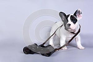 French bulldog puppy with binoculars on grey background. The concept of travel