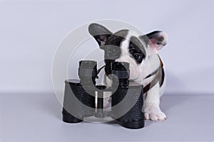 French bulldog puppy with binoculars on grey background. The concept of travel