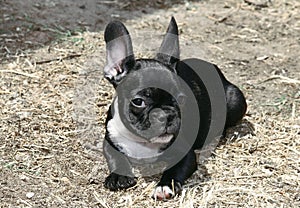 French Bulldog puppy, black and white, 2 months old