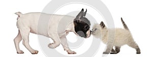 French Bulldog puppy and British shorthair
