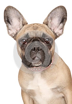 French Bulldog puppy close-up portrait