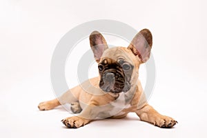 French Bulldog puppy. Cute little puppy