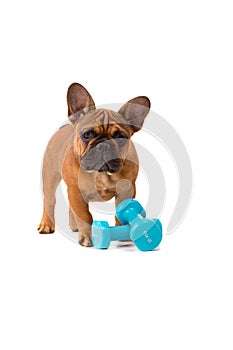 French Bulldog puppy on diet