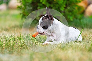 French bulldog puppy eating carrot