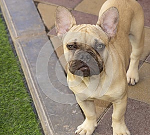 A French Bulldog puppy face