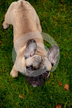 French bulldog puppy on the grass palyground.