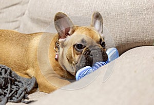 French Bulldog puppy lies on a sofa and gnaws at a dog`s toy. Puppy massages his gums.
