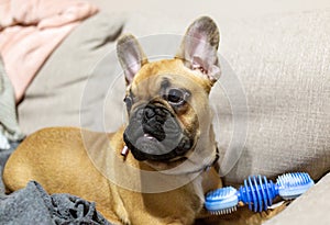 French Bulldog puppy lies on a sofa and gnaws at dog`s toy. Puppy massages his gums.