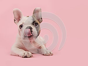 French bulldog puppy lying down on a pink background licking its nose