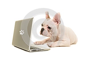 French bulldog puppy lying on the floor looking at a labtop