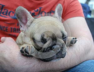 French bulldog puppy napping