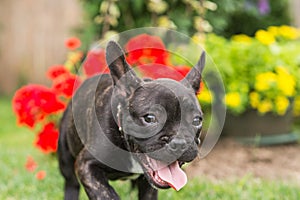 French bulldog puppy in the park