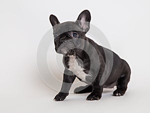 French bulldog puppy photo in studio