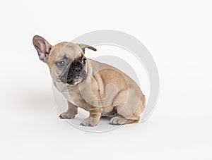 French bulldog puppy photo in studio