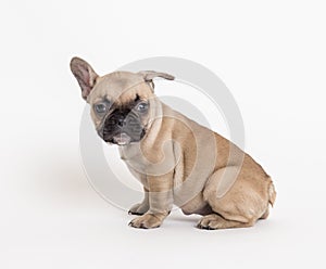 French bulldog puppy photo in studio