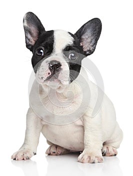 French bulldog puppy portrait