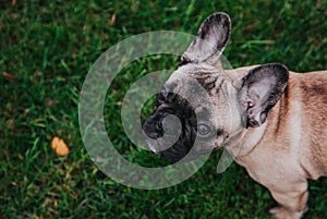 French bulldog puppy portrait on the grass palyground.