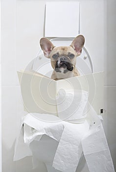 A French bulldog puppy is reading a newspaper while sitting on the toilet while studying the events of a glamorous life.