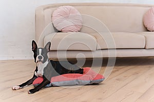 French bulldog puppy resting on a dog bed at home. The concept of a happy calm pet dog.