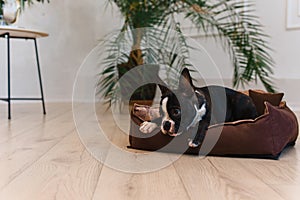 French bulldog puppy resting on a dog bed at home. The concept of a happy calm pet dog.