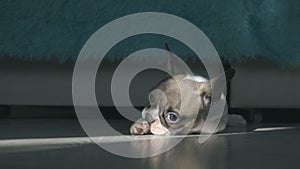 French bulldog puppy resting on the floor in the room lit by sunlight from the window