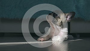 French bulldog puppy resting on the floor in the room lit by sunlight from the window