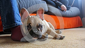 French bulldog puppy resting on foot